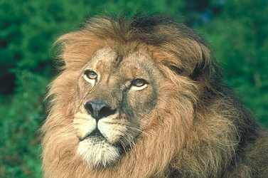 African Lion