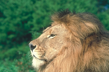 African Lion