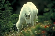 Rocky mountain goat Magnet