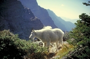 Rocky mountain goat Magnet