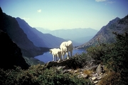 Rocky mountain goat Magnet