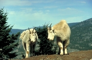 Rocky mountain goat Magnet