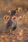 Campbells Quail Magnet