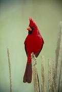 Cardinal Magnet