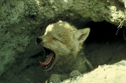 Coyote Mousepad