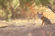 Desert Fox T-Shirt