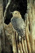 Gila Woodpecker Poster