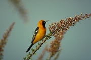 Hooded Oriole Magnet