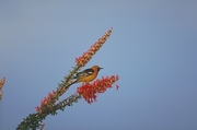 Hooded Oriole Magnet