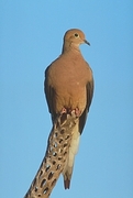 Mourning Dove Magnet