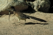 Roadrunner Magnet