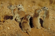 Round Tail Ground Squirrel Magnet