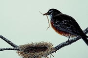 American robin Magnet