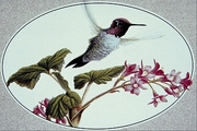 Anna's hummingbird Magnet