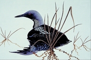 Arctic loon Magnet