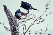 Belted kingfisher Magnet