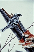 Black-and-white warbler Magnet