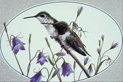 Black-chinned hummingbird Magnet