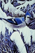 Blue jay Magnet