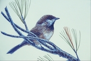 Boreal chickadee Magnet