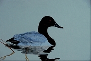 Canvasback duck Magnet