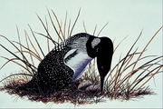 Common loon Magnet