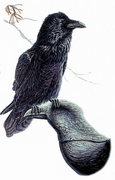 Common raven Magnet
