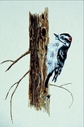 Downy woodpecker Poster