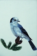 Gray jay Magnet