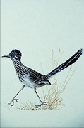 Greater roadrunner Magnet