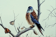 Kestrel Magnet