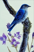 Mountain bluebird Magnet