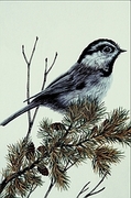 Mountain chickadee Magnet