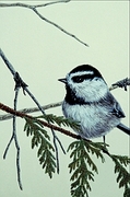 Mountain chickadee Magnet