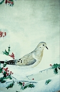 Mourning dove Magnet