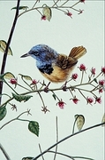 Mourning warbler Magnet