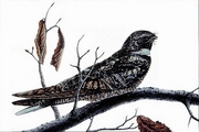 Nighthawk Magnet