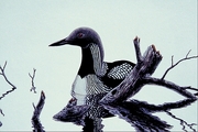 Pacific loon Magnet