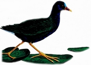 Purple gallinule Magnet