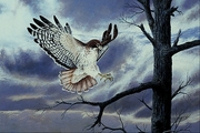 Red-tailed hawk Magnet