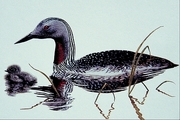 Red-throated loon Magnet