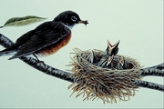 Robin Magnet