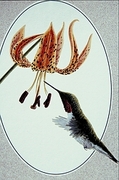 Ruby-throated hummingbird Magnet