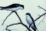 Tree swallow Magnet