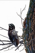 Wood duck Magnet