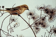 Yellow warbler Magnet