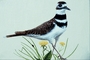 Killdeer picture
