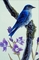 Mountain bluebird picture