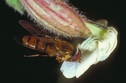 Crab Spider Magnet