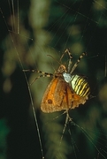 Spider Magnet